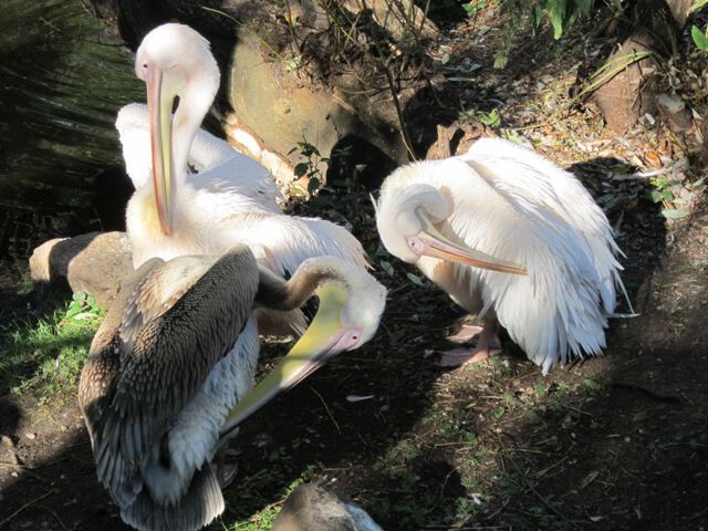 В зоопарке пеликаны