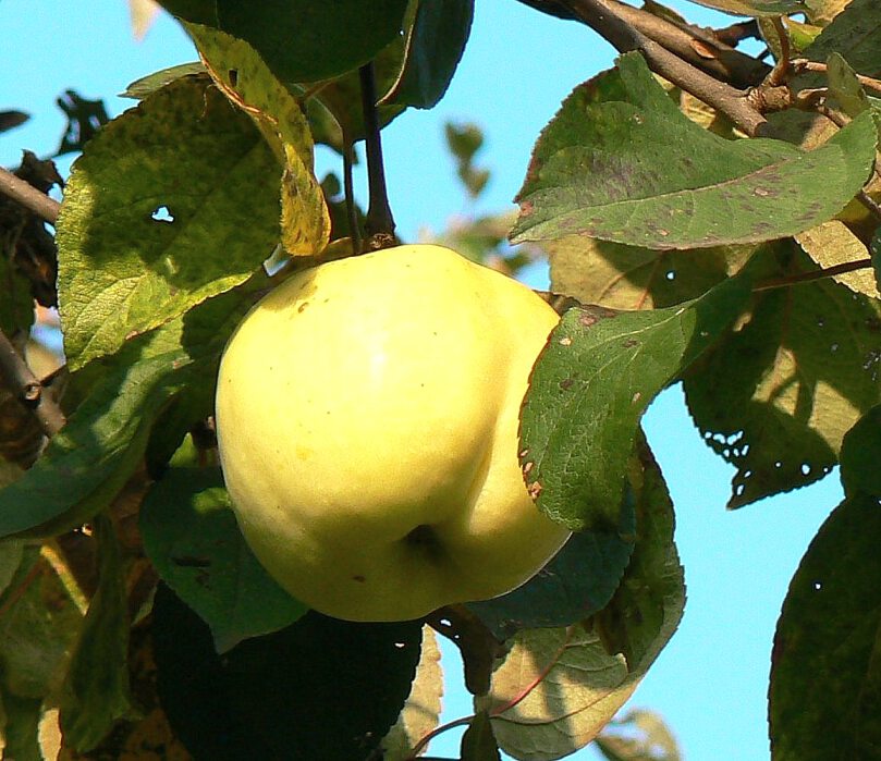 Антоновское яблоко