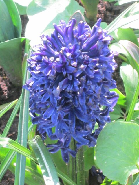 Синий цветик