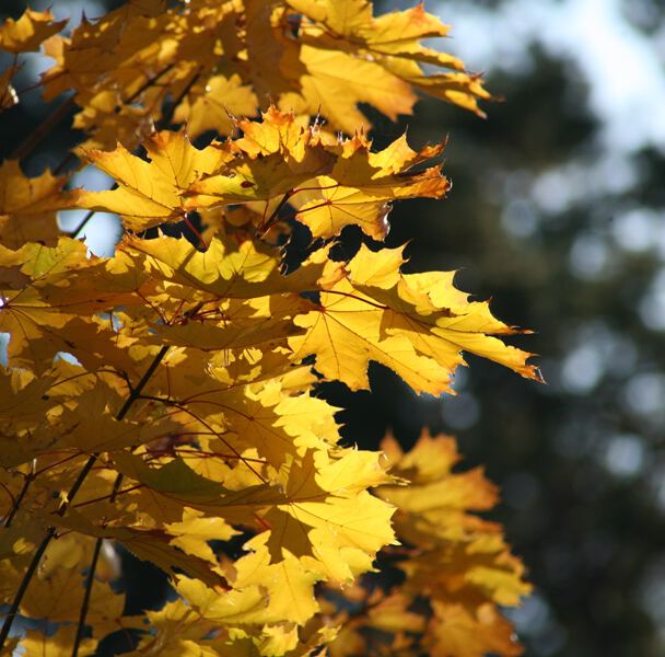 желтые листья клена