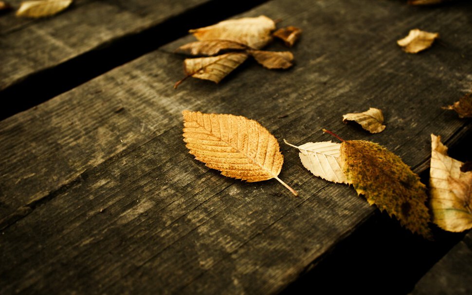Осень падают листья