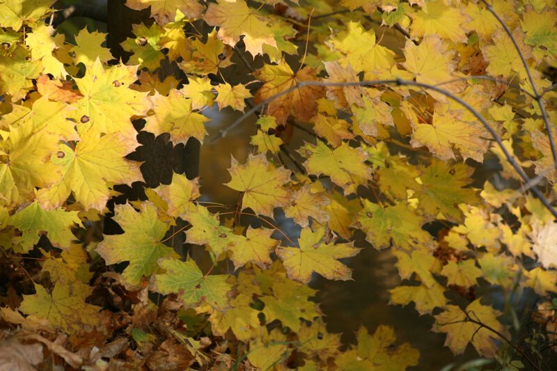 желтые кленовые листья
