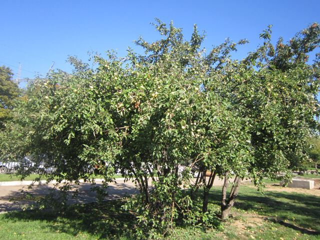 Яблоня в сентябре