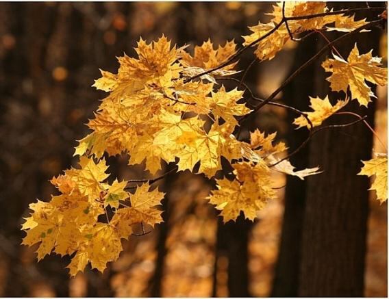 Желтые листья осени