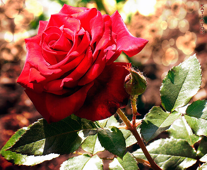 Роза Сибири