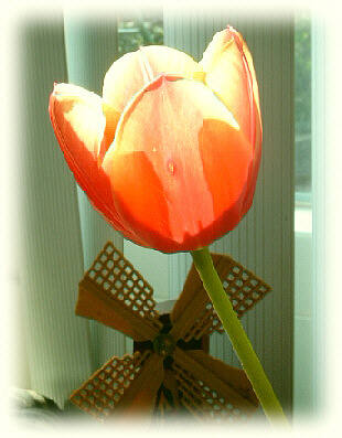 Солнце спряталось в тюльпан