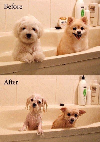Мытье собак