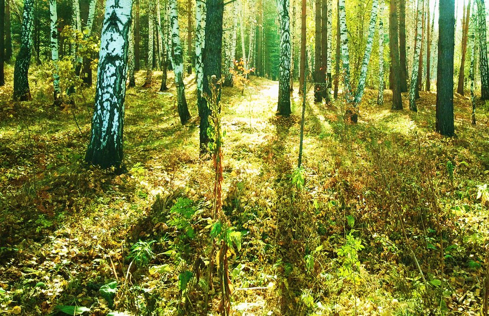 Октябрь в лесу