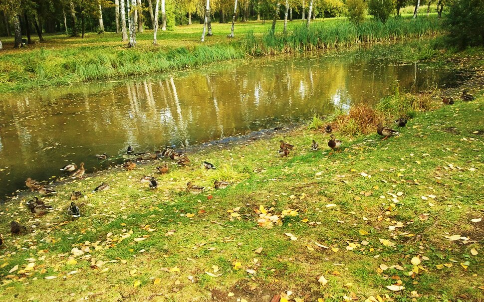 Озерцо с утками