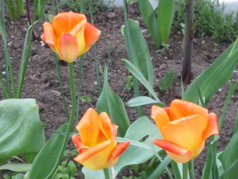Три оранжевых тюльпана
