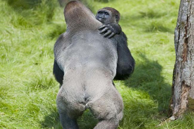 Две гориллы