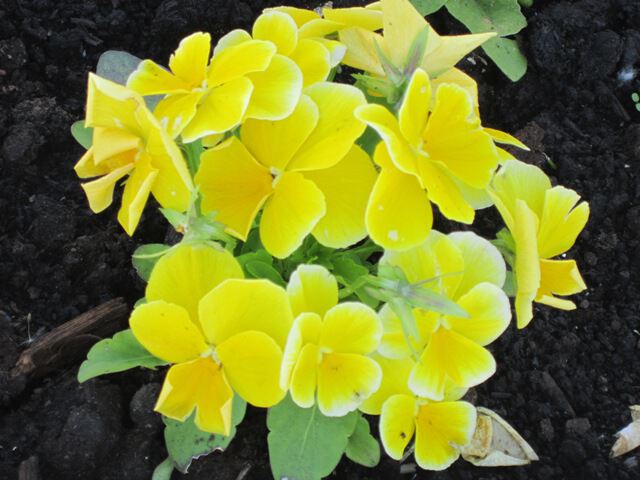 Желтые цветы - талисман разлуки