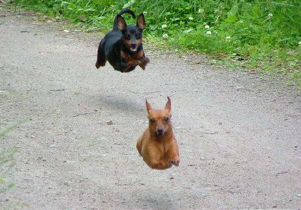 Летучие собаки