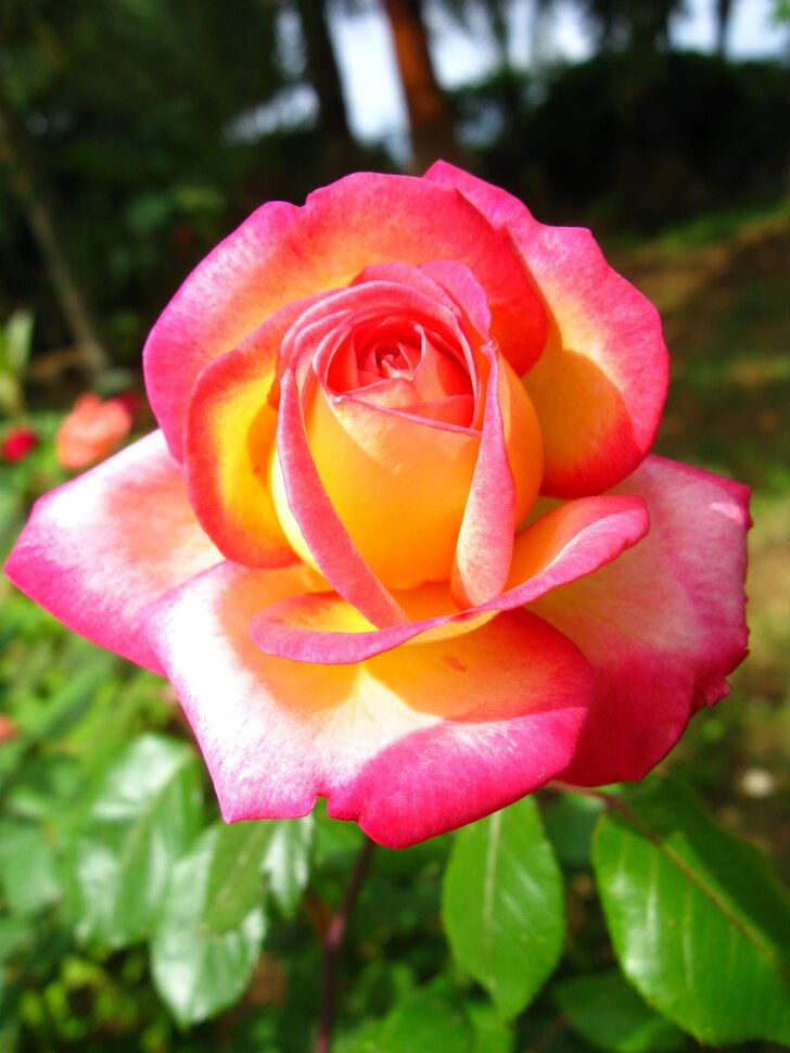 Роза чудесница