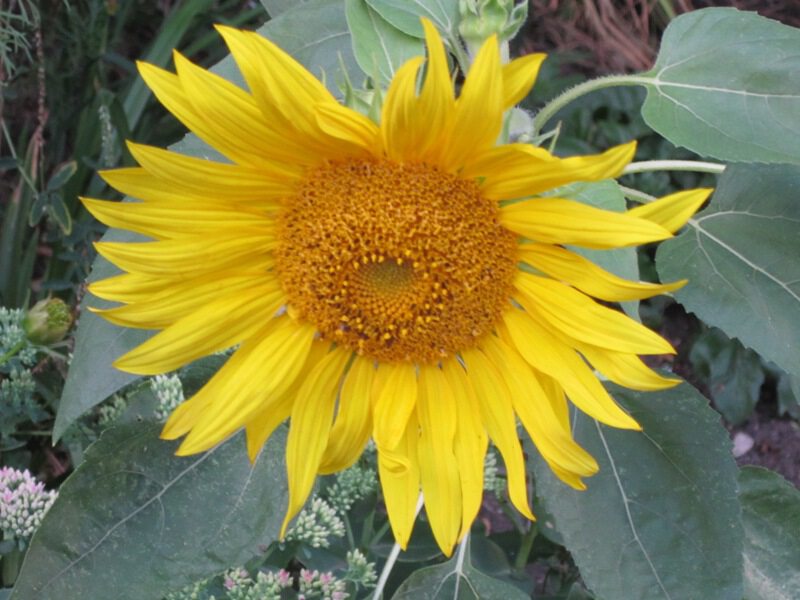 Солнечный цветок