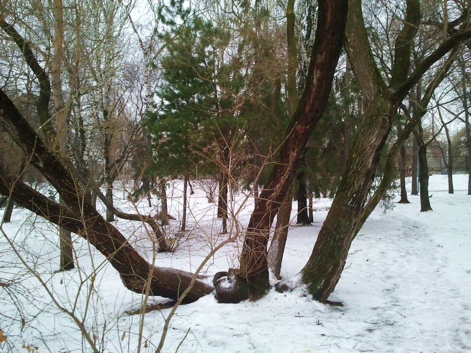 В лесу зимой