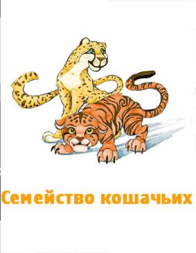 Рисунок семейства кошачьих Рисунок семейства кошачьих