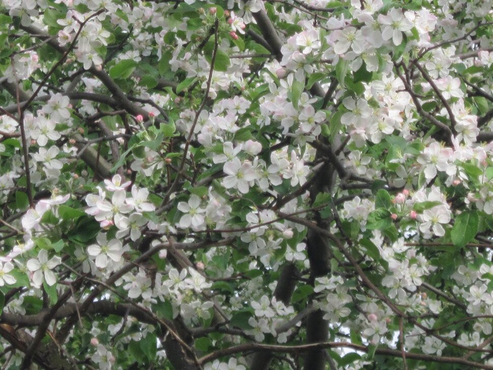 Яблони в цвету - весны творенье
