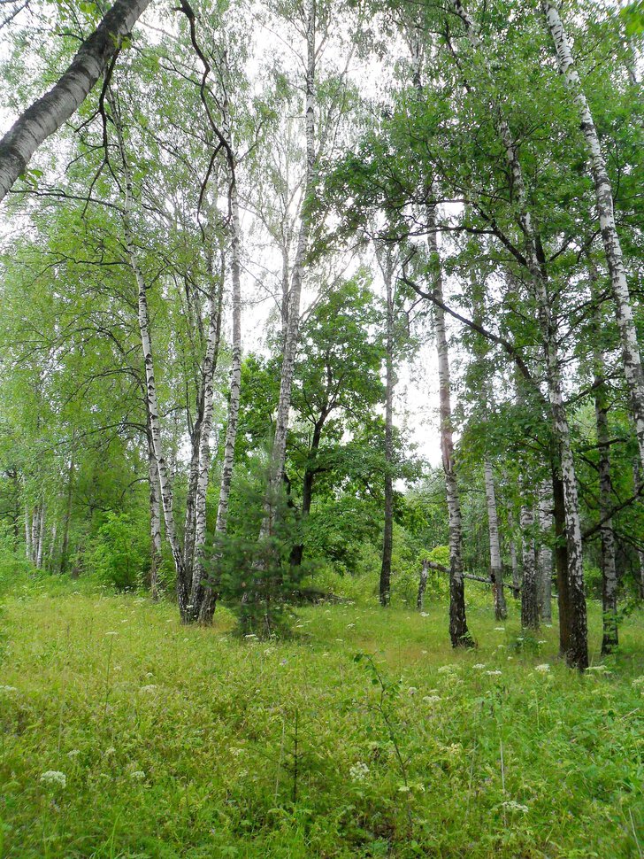 Чеховский летний лес,часть-I