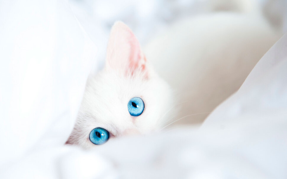 Белый и пушистый котенок