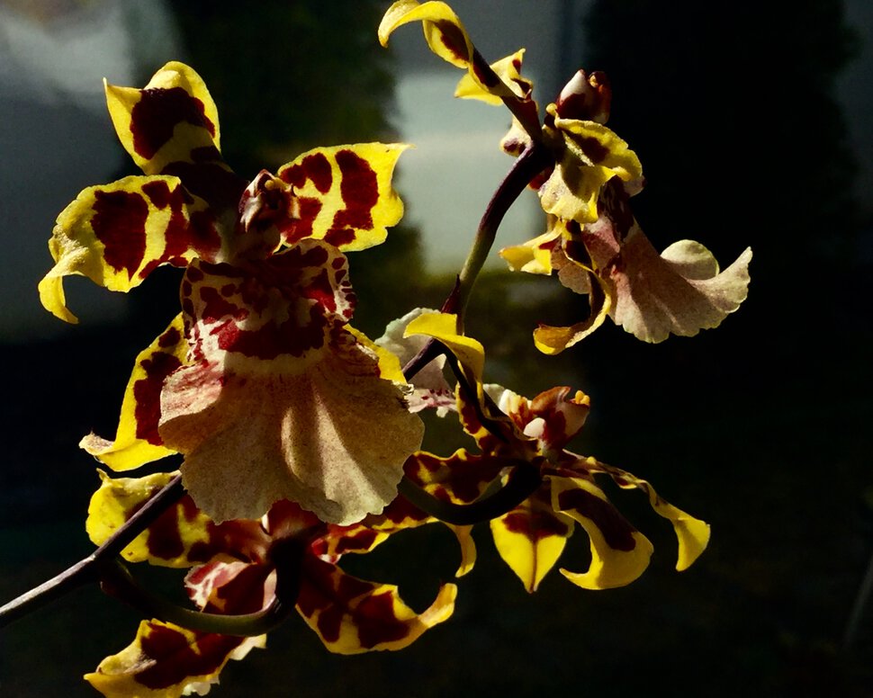 Орхидея Вилсонара