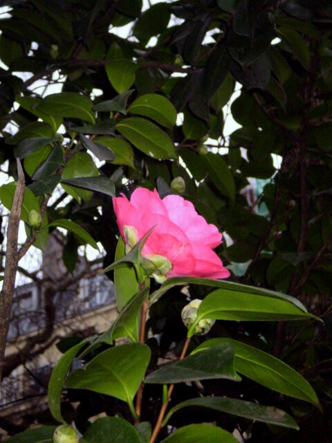 Цветок Парижа