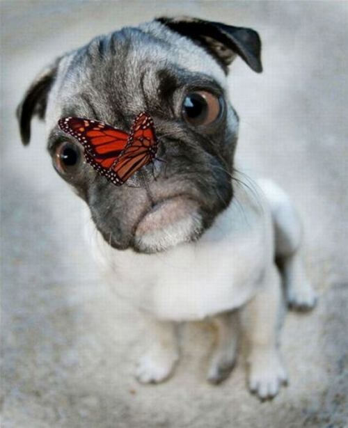 Бабочка на носу