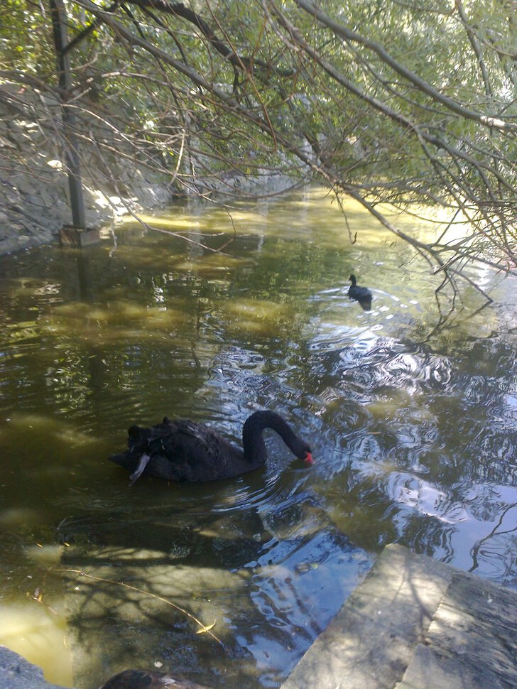 А черный лебедь на пруду
