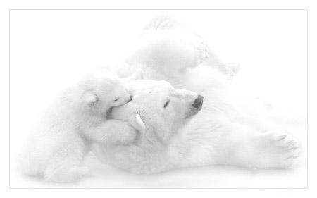 Белый медведь фото