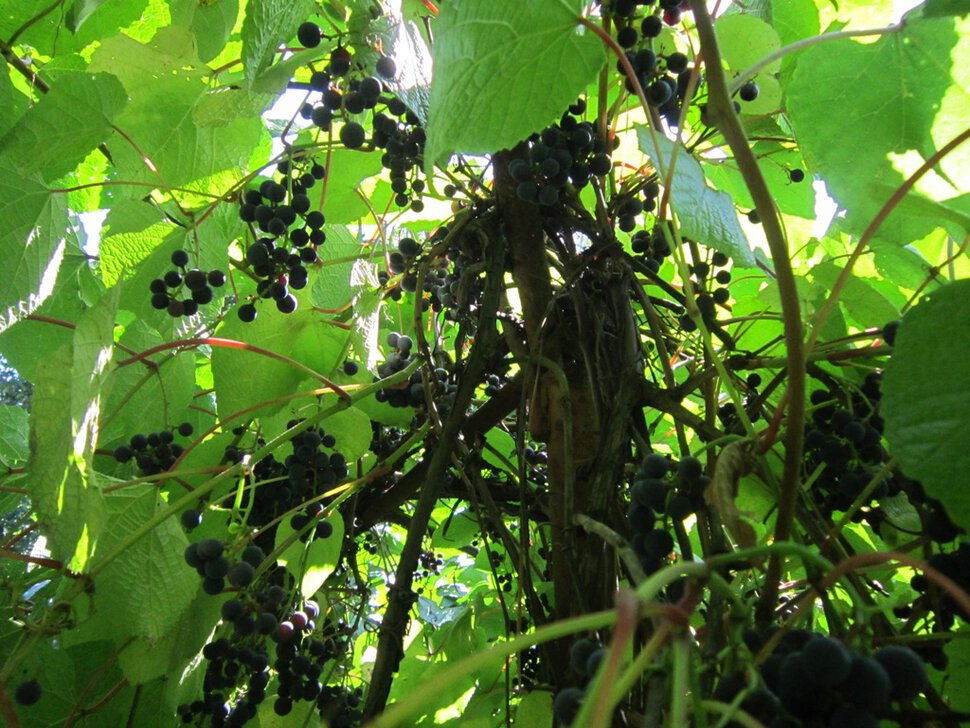 Чёрный виноград