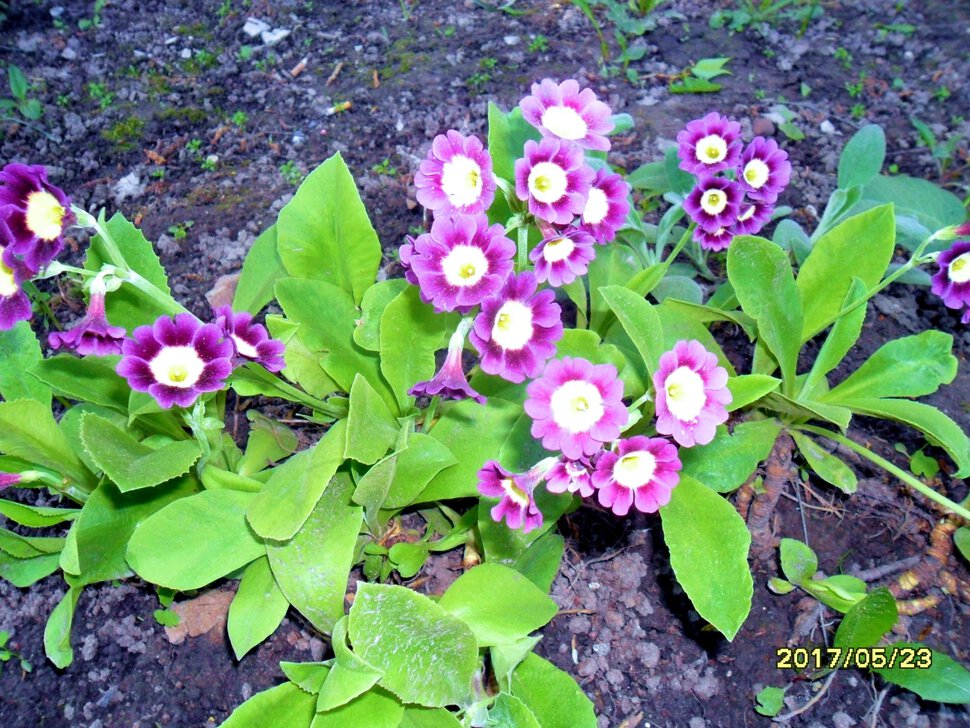 Первоцвет, Примула, Gardening - Примула садовая ушковая