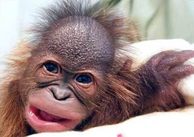 Смешные фото орангутанг