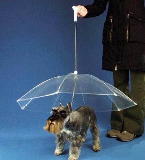 Зонтик картинка