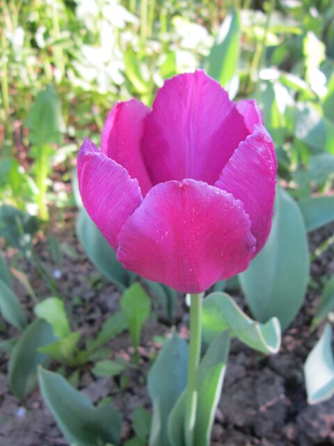 Малиновый тюльпан
