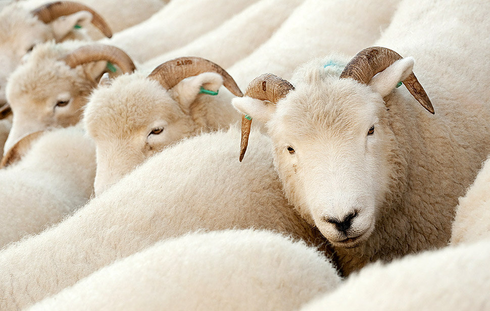 Белые овцы