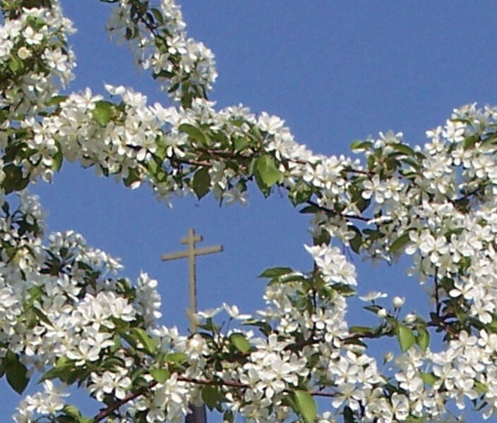 Крест Богоявленского собора в яблоневом цвету