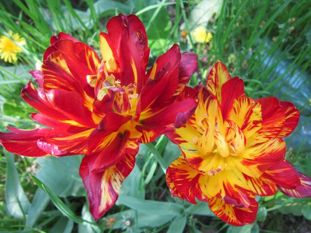 Красно-желтые тюльпаны