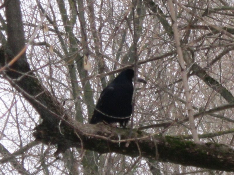 Чёрный ворон на суку