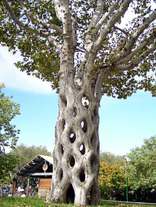 Живое дерево