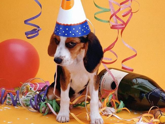 Поздравление С Новым Годом 2021 Собаки
