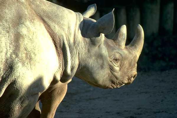 Животное Носорог