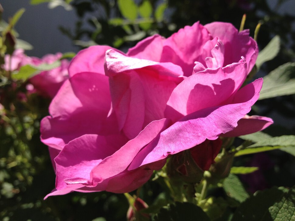 Розовая розовая роза