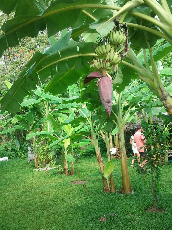 В банановых зарослях