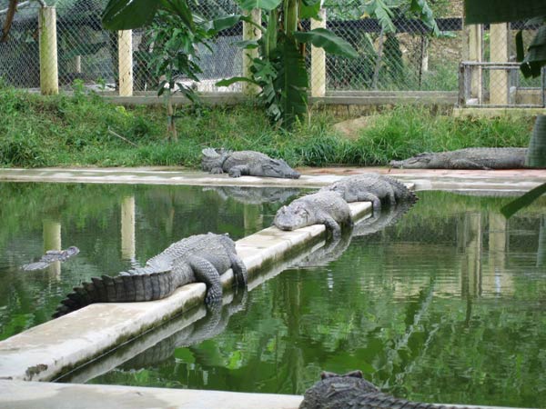 Крокодилова ферма