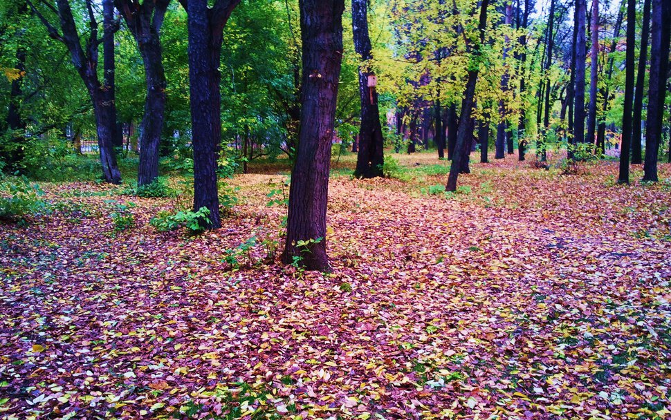 Осень и листья