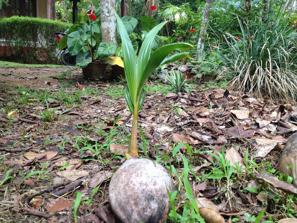Росток кокосовой пальмы