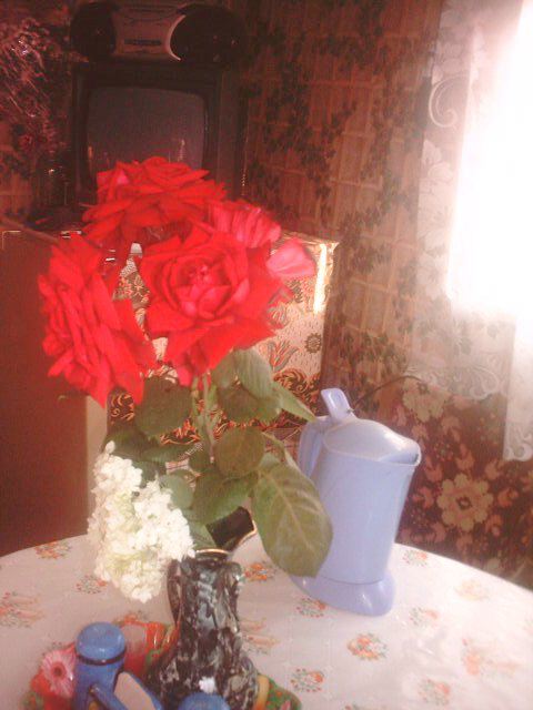 Садовые розы на столе