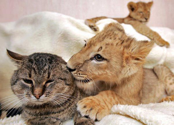 Кошка и львёнок