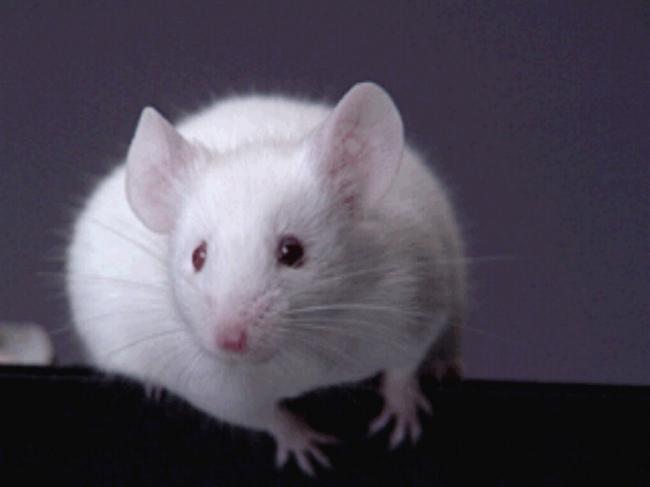 Мышь белая