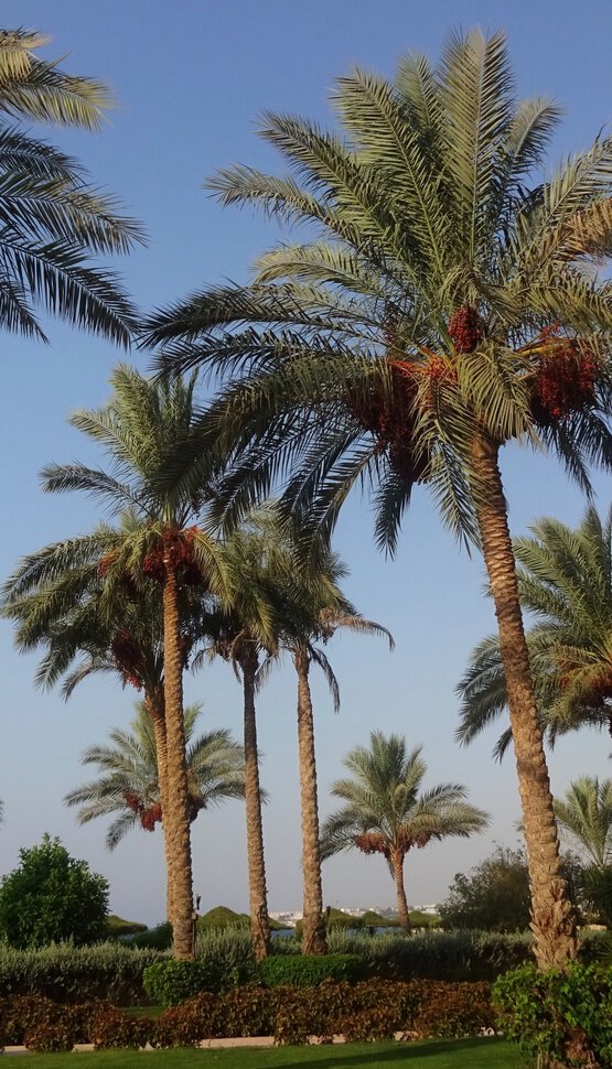 Пальмы в Египте